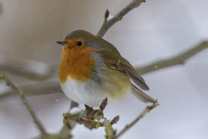 Framed Print : A robin (Erithacus rubecula) sits on a branch in winter and is surrounded by snow Framed Print : A robin (Erithacus rubecula) sits on a branch in winter and is surrounded by snow
