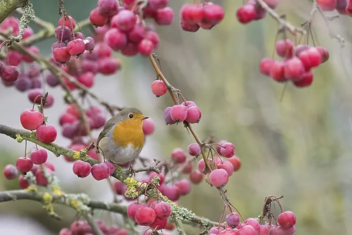 Framed Print : A robin (Erithacus rubecula) sits among bright red berries on a branch in natural surroundings Framed Print : A robin (Erithacus rubecula) sits among bright red berries on a branch in natural surroundings