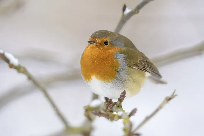 Framed Print : A robin (Erithacus rubecula) sits on a snow-covered branch and gazes into the distance