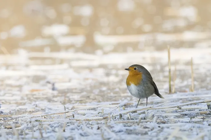Framed Print : A robin (Erithacus rubecula) stands on a frost-covered ground and conveys a feeling of cold and peace