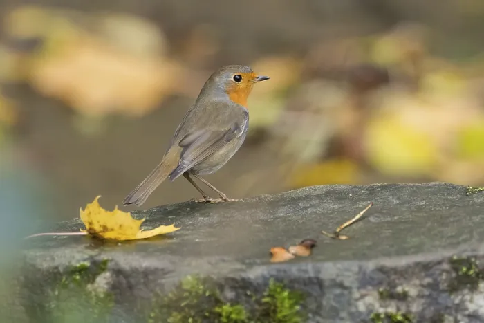Framed Print : A robin (Erithacus rubecula) stands on a stone with autumn leaves and moss Framed Print : A robin (Erithacus rubecula) stands on a stone with autumn leaves and moss