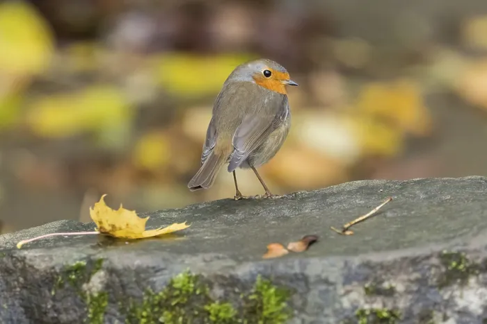 Framed Print : A robin (Erithacus rubecula) on a stone ground with an autumn background Framed Print : A robin (Erithacus rubecula) on a stone ground with an autumn background