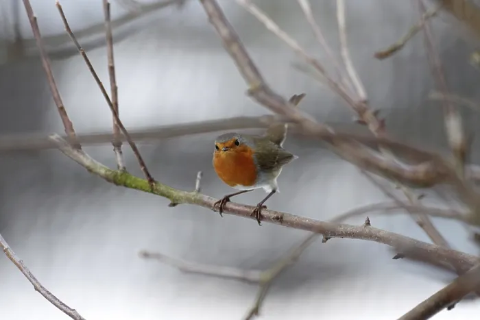 Framed Print : Robin (Erithacus rubecula), tree