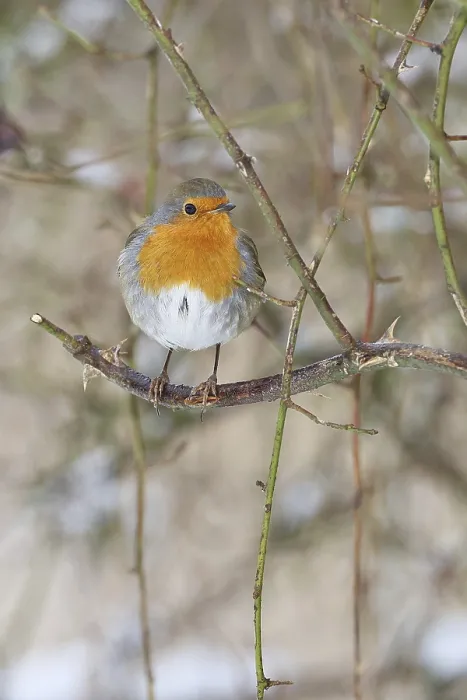 Framed Print : Robin (Erithacus rubecula), on a twig in the branches of a dog rose (Rosa canina)