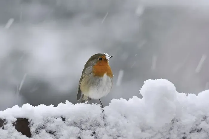 Framed Print : Robin (Erithacus rubecula) in winter in the snow Framed Print : Robin (Erithacus rubecula) in winter in the snow