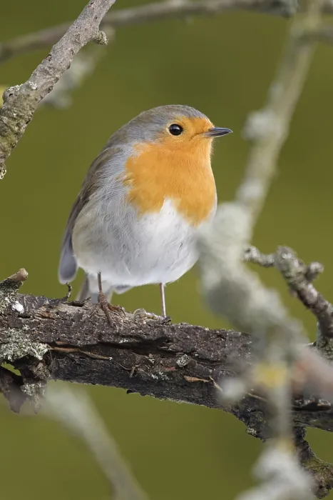 Framed Print : Robin in the garden