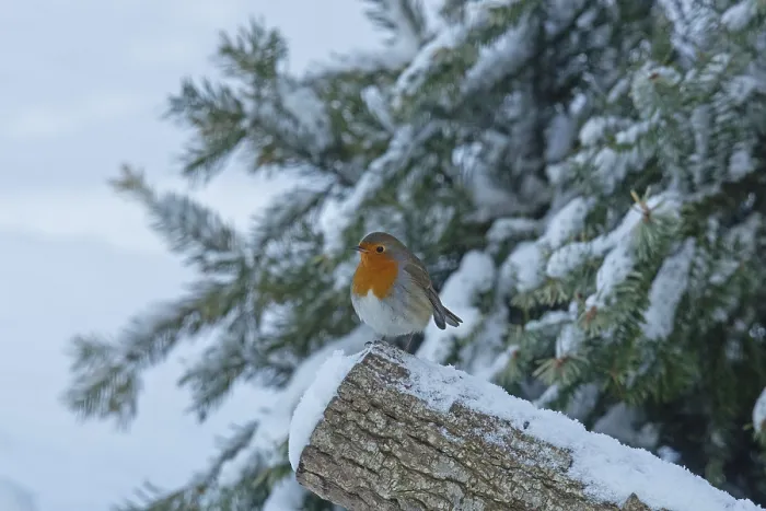 Framed Print : Robin sitting on tree trunk with snow left looking Framed Print : Robin sitting on tree trunk with snow left looking