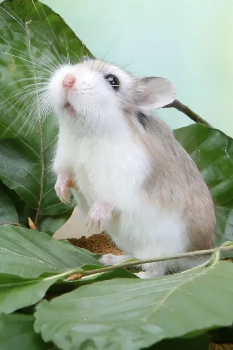 Framed Print : Roborovski dwarf hamster (Phodopus roborovskii)