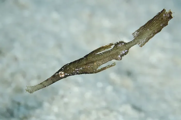 Framed Print : Robust Ghost Pipefish (Solenostomus cyanopterus) Framed Print : Robust Ghost Pipefish (Solenostomus cyanopterus)