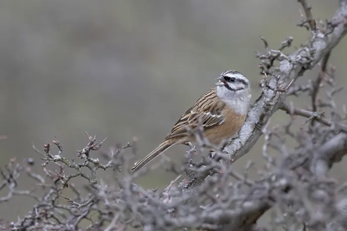 Framed Print : Rock Bunting (Emberiza cia) singing on a fruit tree