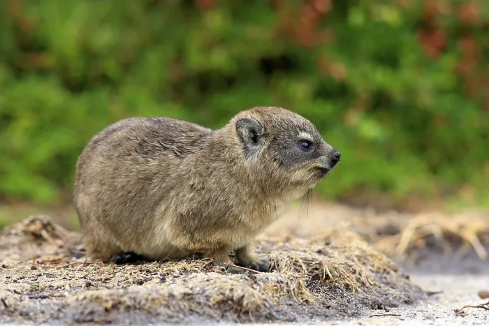 Framed Print : Rock Dassie (Procavia capensis) Framed Print : Rock Dassie (Procavia capensis)