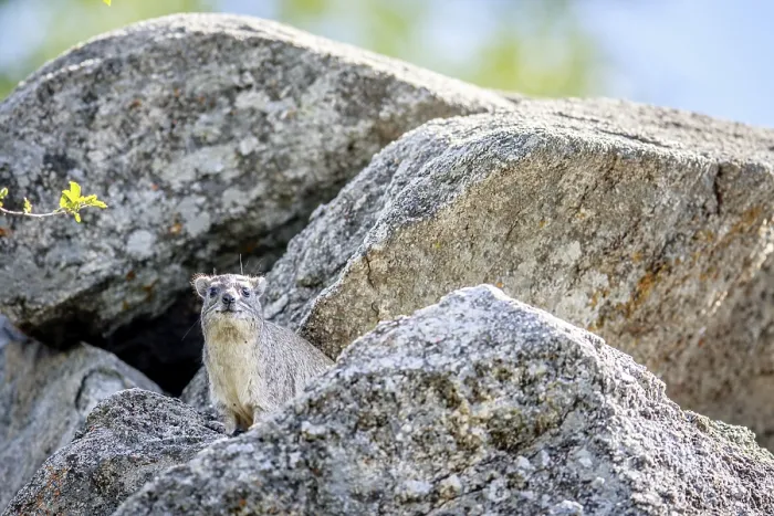 Framed Print : Rock hyrax basking on the rocks in Hwange National Park