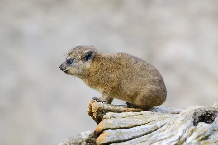 Framed Print : Rock Hyrax or Cape Hyrax (Procavia capensis)
