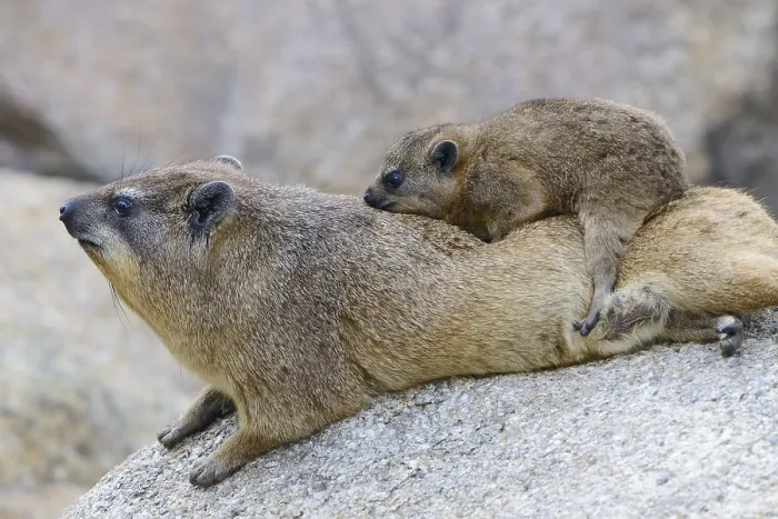 Framed Print : Rock Hyrax or Cape Hyrax (Procavia capensis) Framed Print : Rock Hyrax or Cape Hyrax (Procavia capensis)