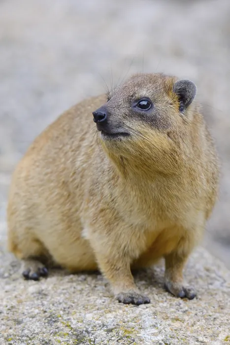 Framed Print : Rock Hyrax or Cape Hyrax (Procavia capensis)