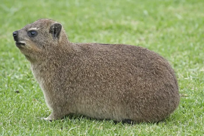 Framed Print : Rock Hyrax, Dassie, S