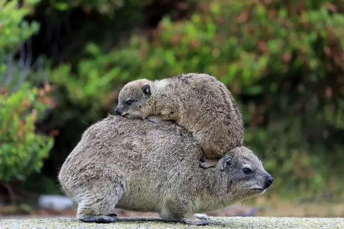 Framed Print : Rock Hyrax (Procavia capensis)