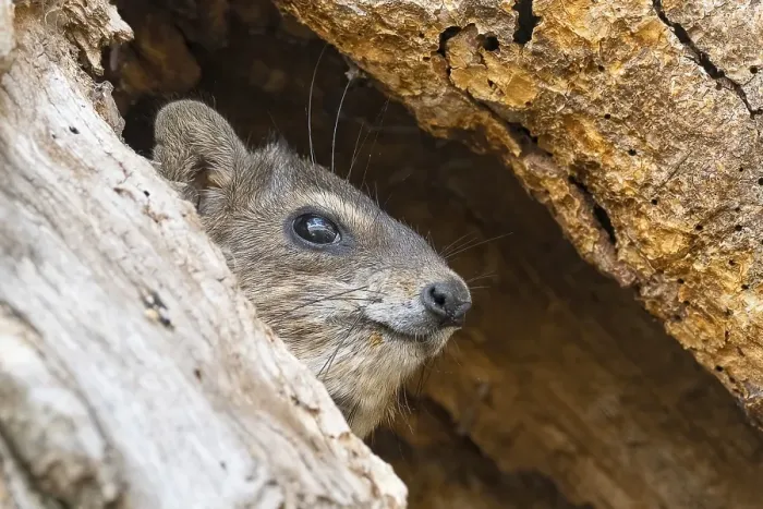 Framed Print : Rock Hyrax (Procavia capensis) Framed Print : Rock Hyrax (Procavia capensis)