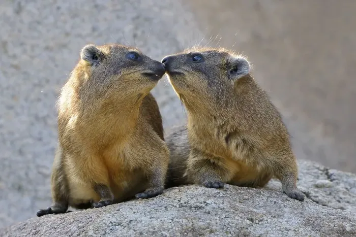 Framed Print : Rock hyraxes (Procavia capensis) Framed Print : Rock hyraxes (Procavia capensis)