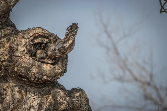 Framed Print : Rock monitor on the tree in the Kruger National Park