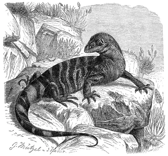 Framed Print : Rock monitor (Varanus albigularis)