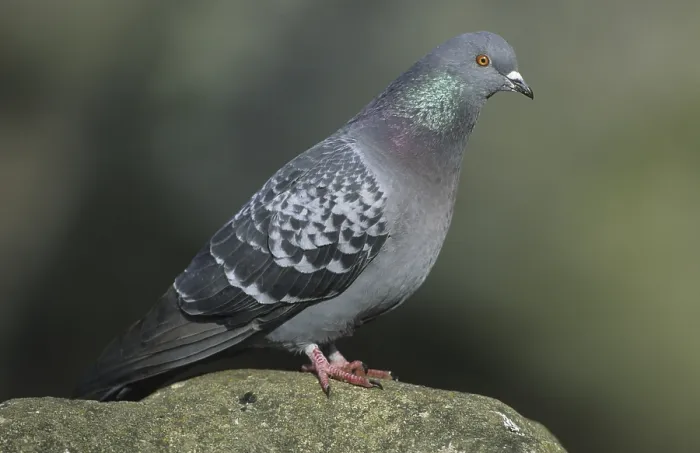 Framed Print : Rock Pigeon (Columba livia), perched on rock
