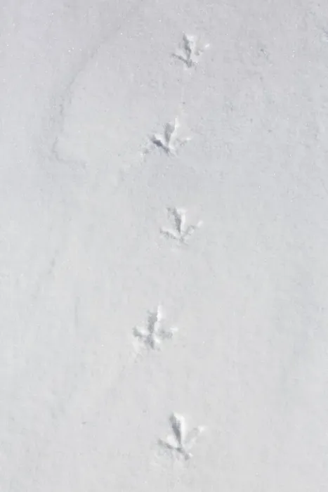 Framed Print : Rock ptarmigan (Lagopus muta) (Lagopus mutus) tracks Framed Print : Rock ptarmigan (Lagopus muta) (Lagopus mutus) tracks