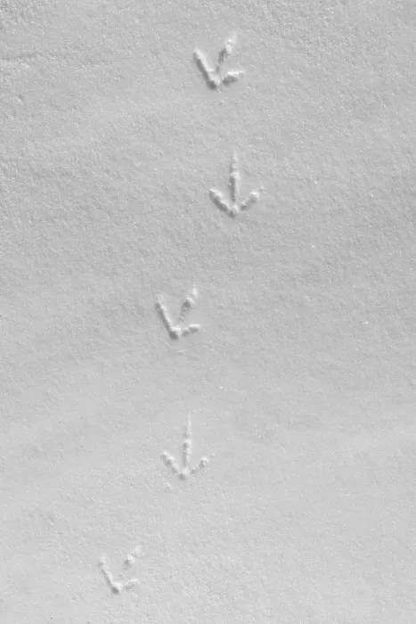 Framed Print : Rock ptarmigan (Lagopus muta, Lagopus mutus) tracks Framed Print : Rock ptarmigan (Lagopus muta, Lagopus mutus) tracks