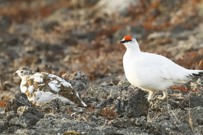 Framed Print : Rock Ptarmigan (Lagopus muta) male Framed Print : Rock Ptarmigan (Lagopus muta) male