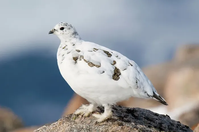Framed Print : Rock Ptarmigan (Lagopus mutus) ad