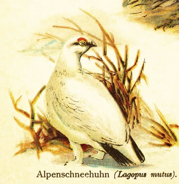 Framed Print : Rock ptarmigan (Lagopus mutus) white Framed Print : Rock ptarmigan (Lagopus mutus) white