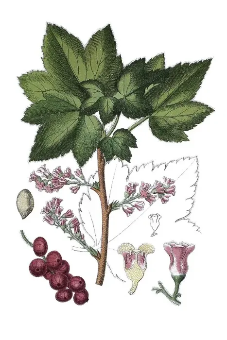 Framed Print : Rock red currant (Ribes petraeum)