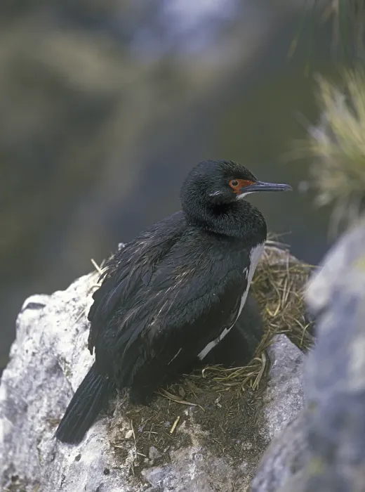 Framed Print : Rock Shag or Magellanic cormorant (Phalacrocorax magellanicus) Framed Print : Rock Shag or Magellanic cormorant (Phalacrocorax magellanicus)