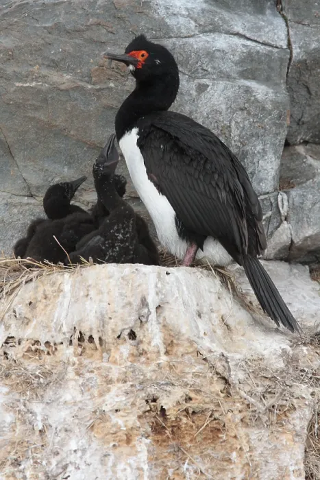 Framed Print : Rock shag (Phalacrocorax magellanicus) Framed Print : Rock shag (Phalacrocorax magellanicus)
