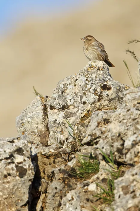 Framed Print : Rock Sparrow, Rock Sparrow, Streaked Rock Sparrow Framed Print : Rock Sparrow, Rock Sparrow, Streaked Rock Sparrow