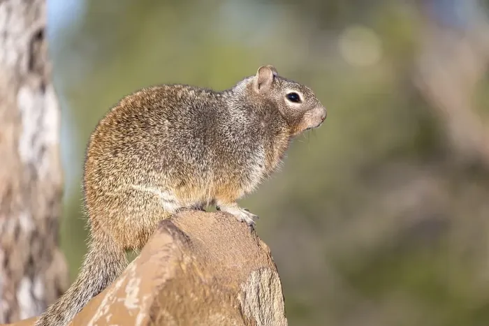 Framed Print : Rock squirrel (otospermophilus variegatus)