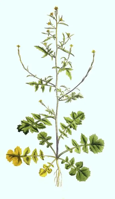 Framed Print : Rocket, Sisymbrium officinale, also known as Common Rocket Framed Print : Rocket, Sisymbrium officinale, also known as Common Rocket