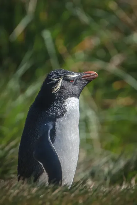 Framed Print : Rockhopper Penguin (Eudyptes chrysocome)