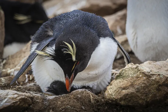 Framed Print : Rockhopper penguin (Eudyptes chrysocome)