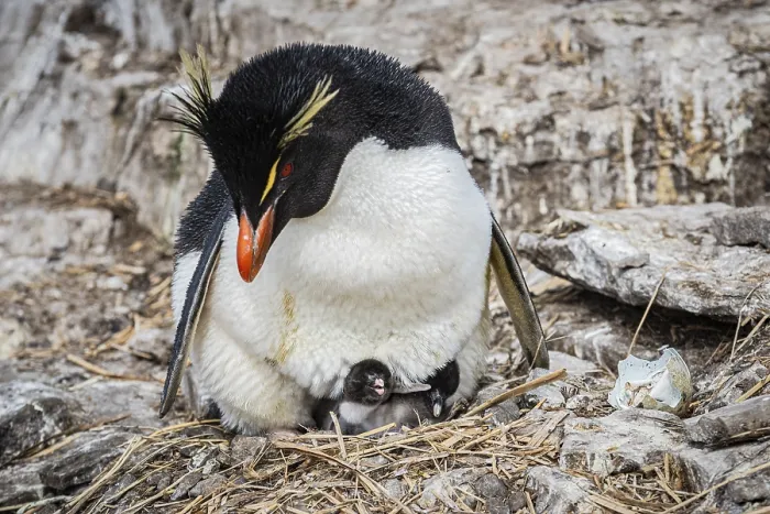 Framed Print : Rockhopper penguin (Eudyptes chrysocome) breeding