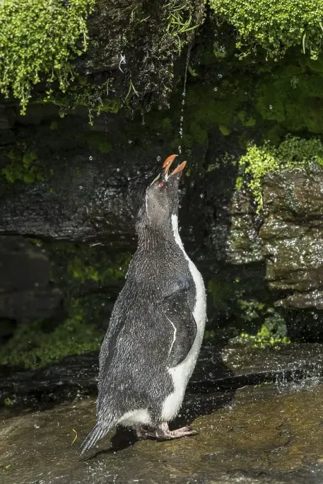 Framed Print : Rockhopper Penguin (Eudyptes chrysocome) cleans its plumage at a fresh water site