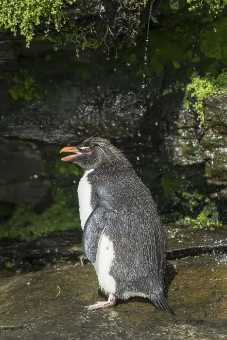 Framed Print : Rockhopper Penguin (Eudyptes chrysocome) cleans its plumage at a fresh water site