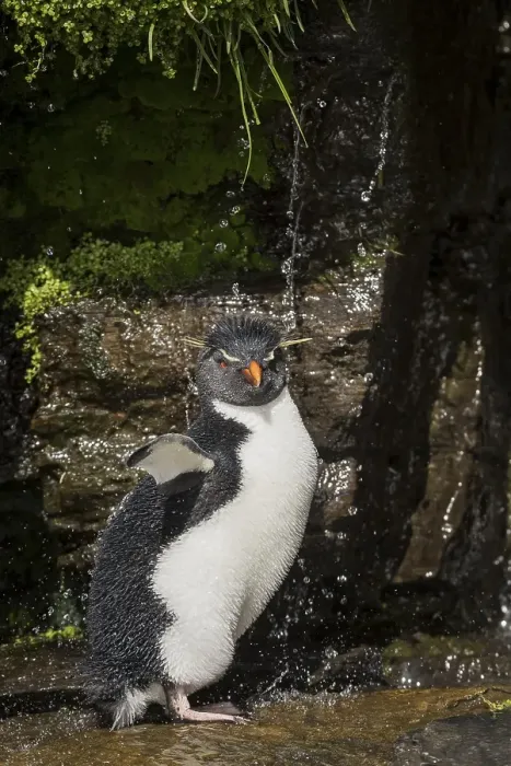 Framed Print : Rockhopper Penguin (Eudyptes chrysocome) cleans its plumage at a fresh water site