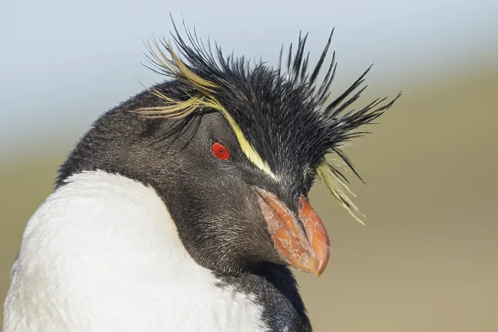 Framed Print : Rockhopper Penguin (Eudyptes chrysocome) perched on a rock in the Falkland Islands Framed Print : Rockhopper Penguin (Eudyptes chrysocome) perched on a rock in the Falkland Islands
