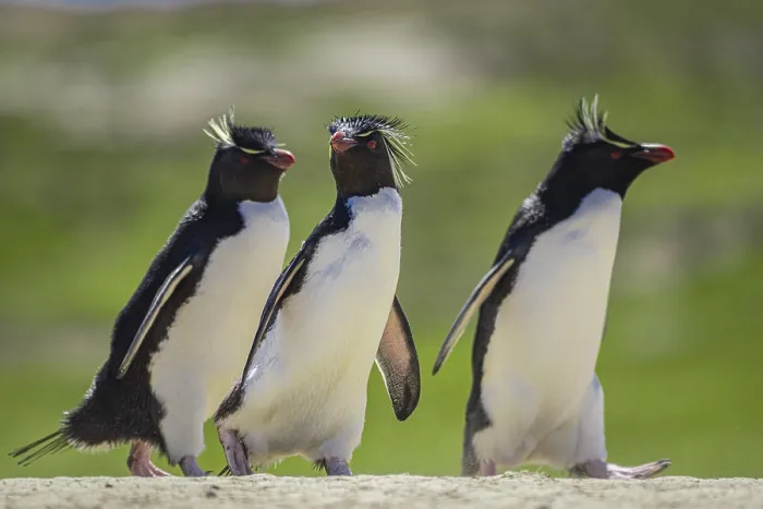 Framed Print : Rockhopper penguins (Eudyptes chrysocome) on the way to their colony