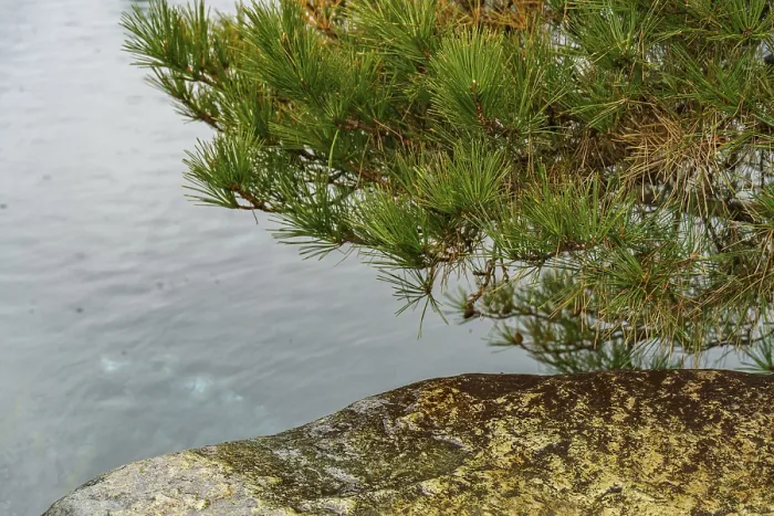 Framed Print : Rocks and tree in a quiet pond