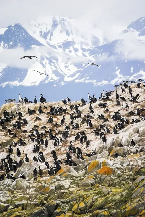 Framed Print : A rocky island full of cormorants in the Beagle Channel Framed Print : A rocky island full of cormorants in the Beagle Channel