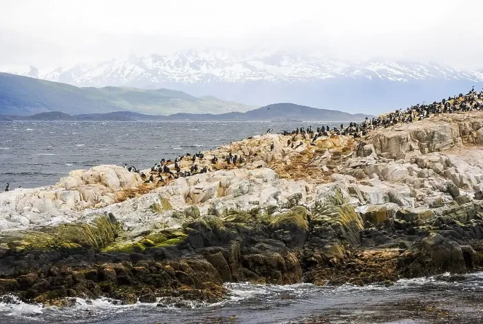 Framed Print : A rocky island full of cormorants in the Beagle Channel