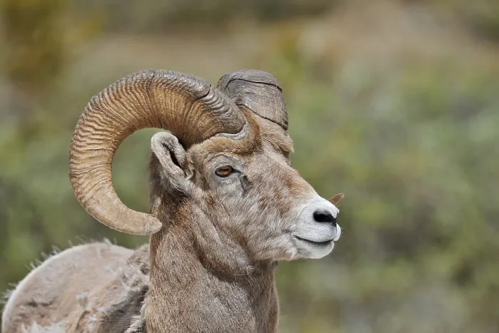 Framed Print : Rocky Mountains bighorn sheep (Ovis canadensis canadensis)