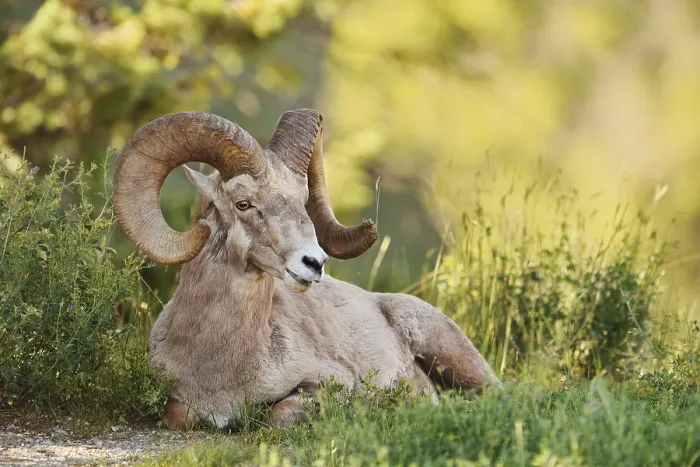 Framed Print : Rocky Mountains bighorn sheep (Ovis canadensis canadensis) Framed Print : Rocky Mountains bighorn sheep (Ovis canadensis canadensis)